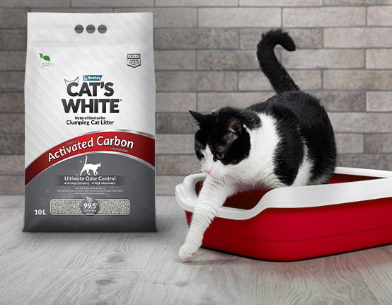 Как подготовить свой дом к приезду котенка