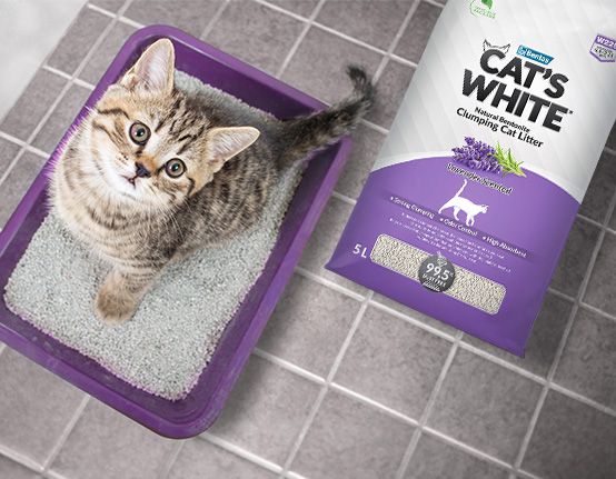 Как приучить котенка к лотку?