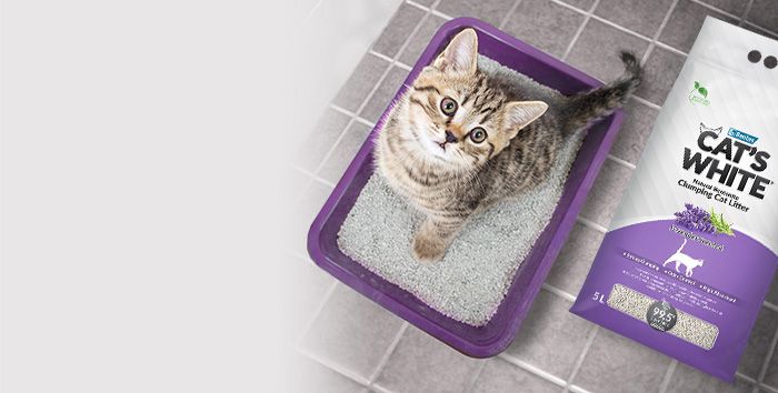 Как приучить котенка к лотку?